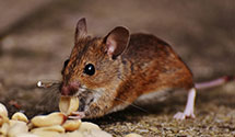 24 Hour & Emergency Exterminators in Mount Pleasant, SC